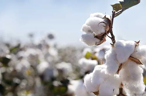 Cotton_Flower Cotton